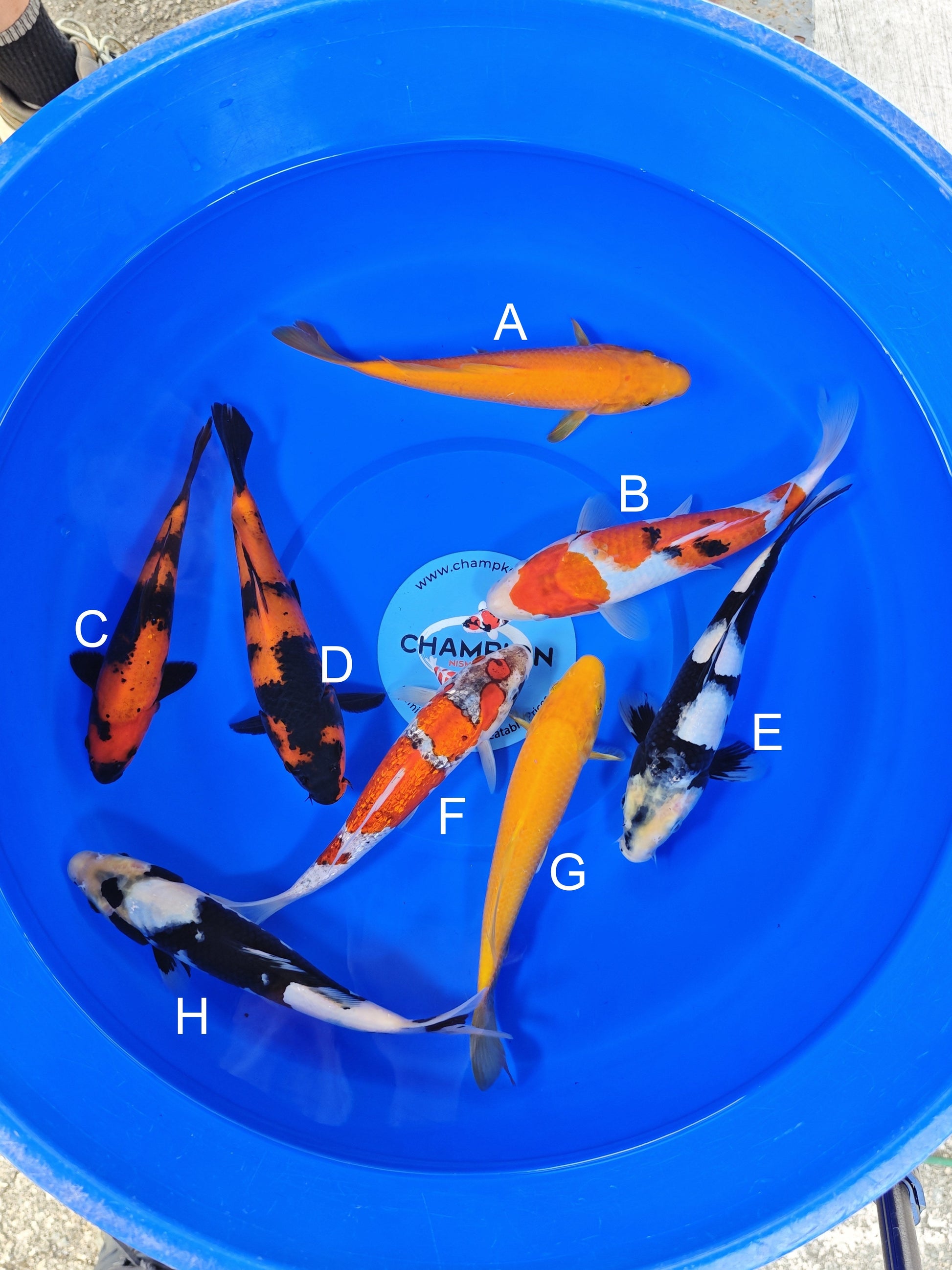 Ogata Karashigoi koi for sale — 22-25 cm at ChampKoi