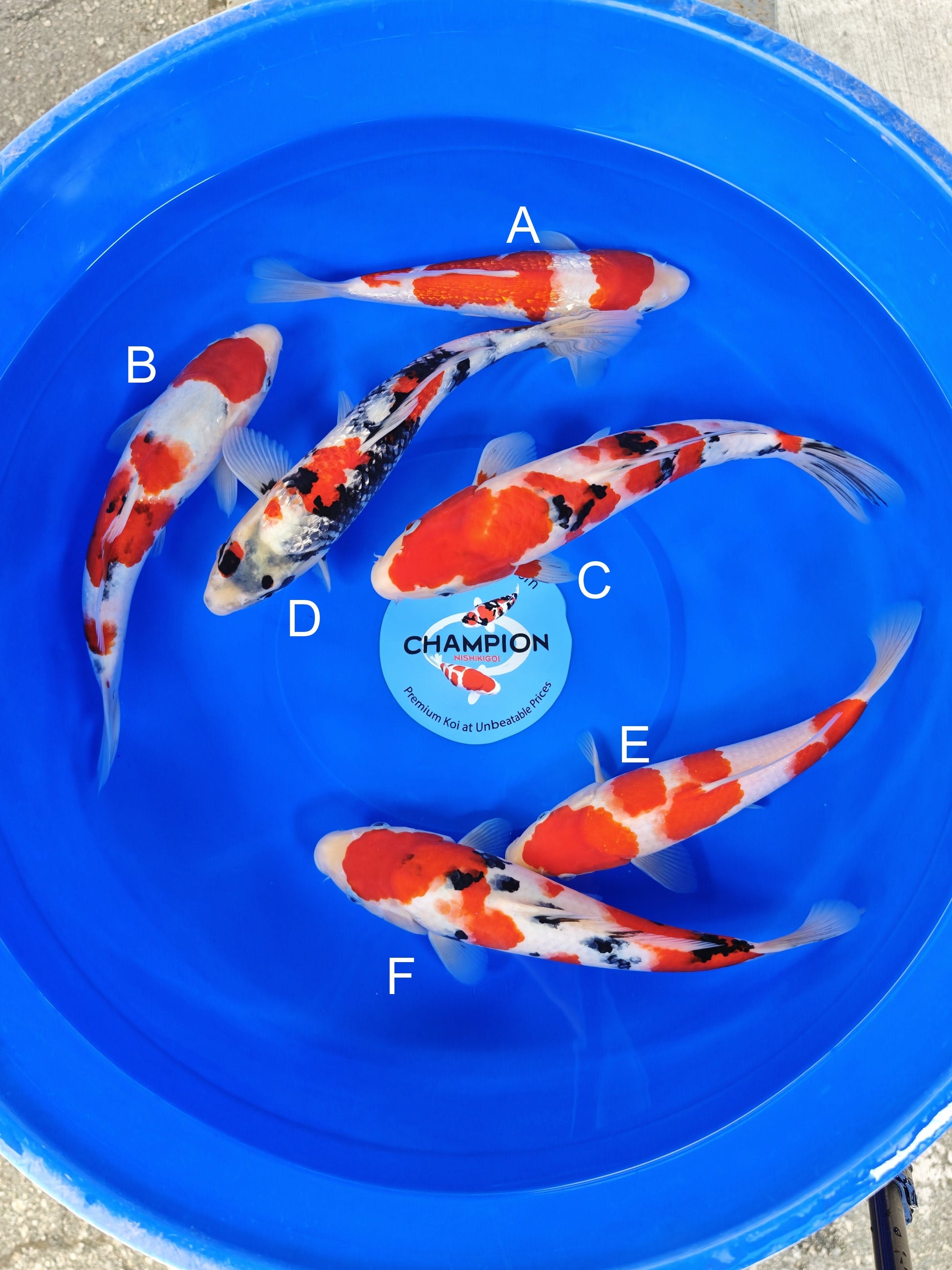 Ogata Ginrin Kohaku koi for sale — 30-35 cm at ChampKoi