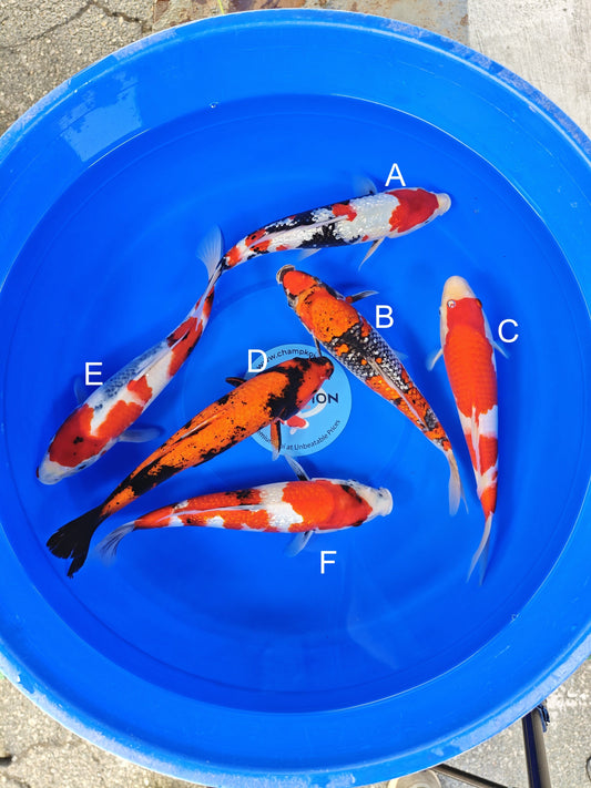 Ogata Ginrin Showa koi for sale — 30-35 cm at ChampKoi