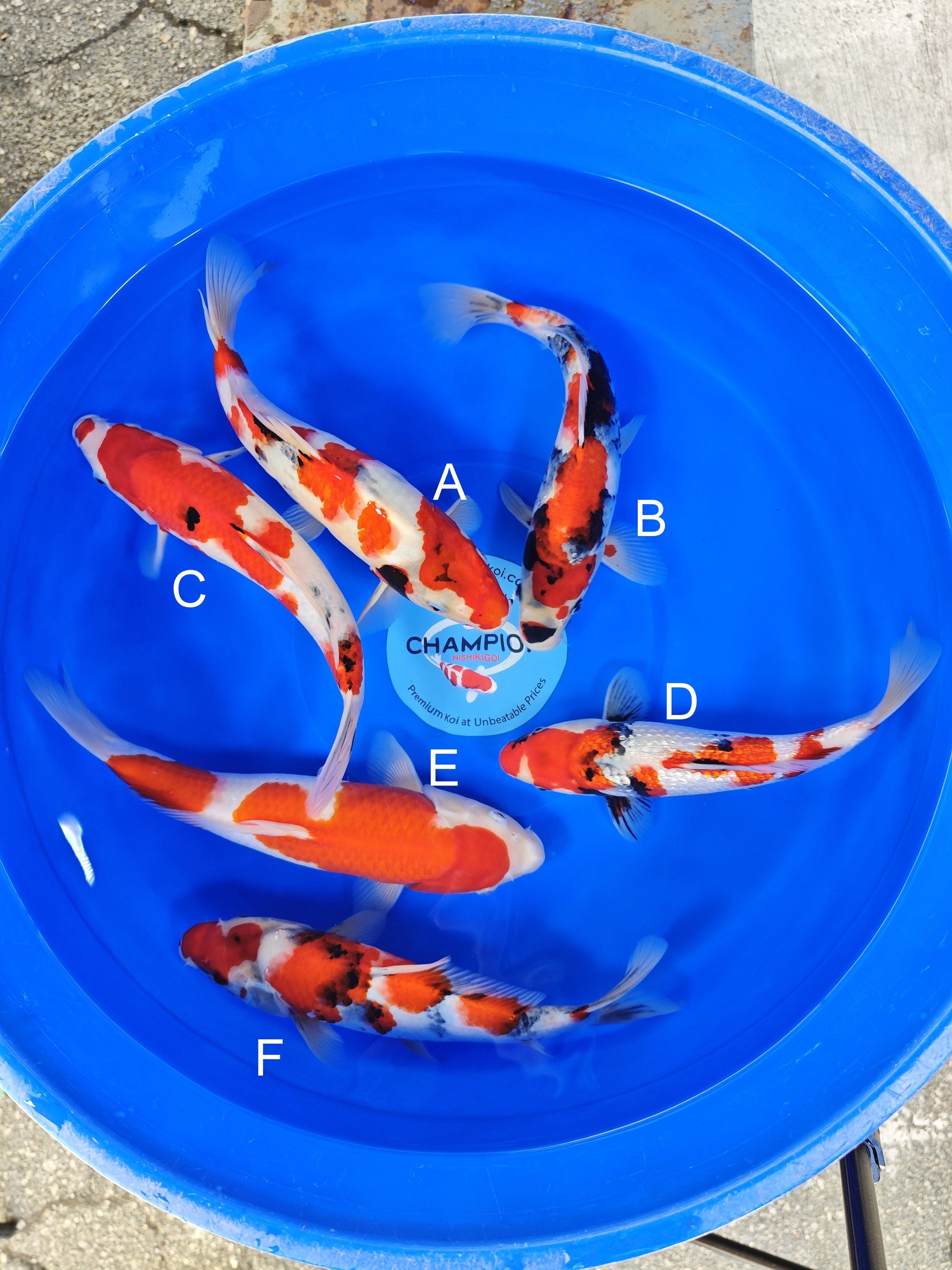 Ogata Showa koi for sale — 30-35 cm at ChampKoi
