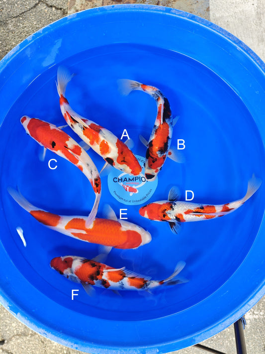 Ogata Showa koi for sale — 30-35 cm at ChampKoi
