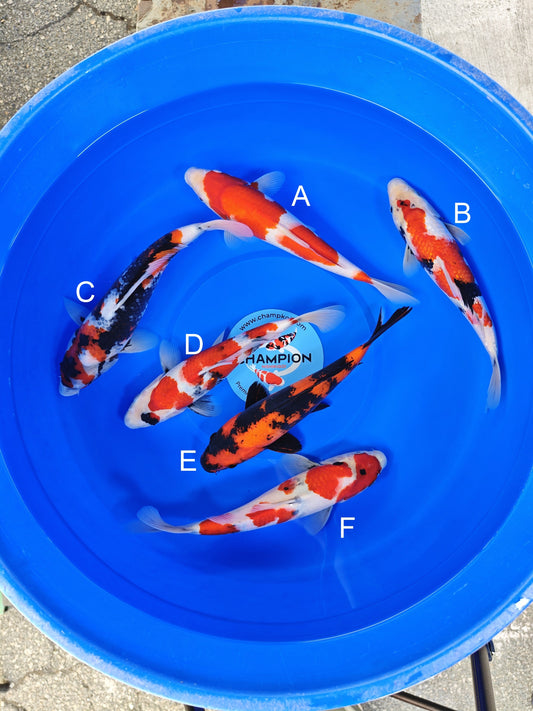 Ogata Kohaku koi for sale — 30-35 cm at ChampKoi
