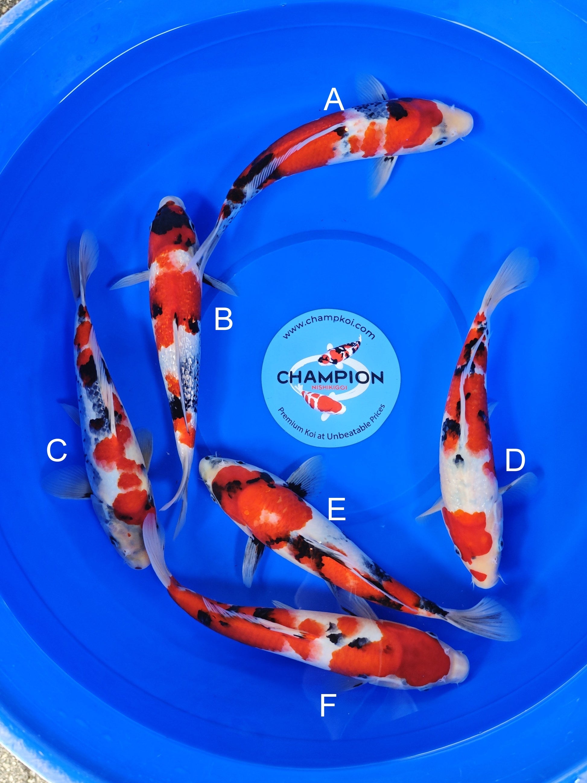 Ogata Showa koi for sale — 30-35 cm at ChampKoi