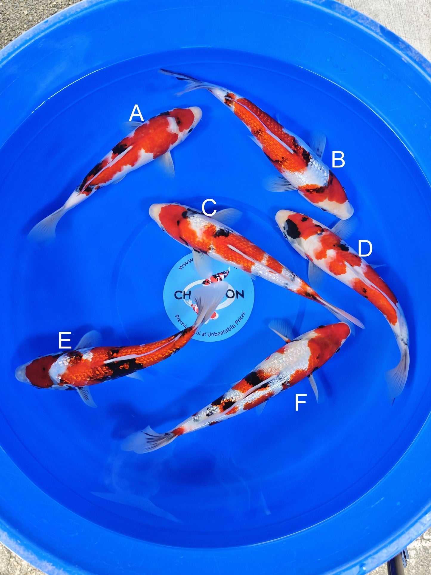 Ogata Showa koi for sale — 30-35 cm at ChampKoi