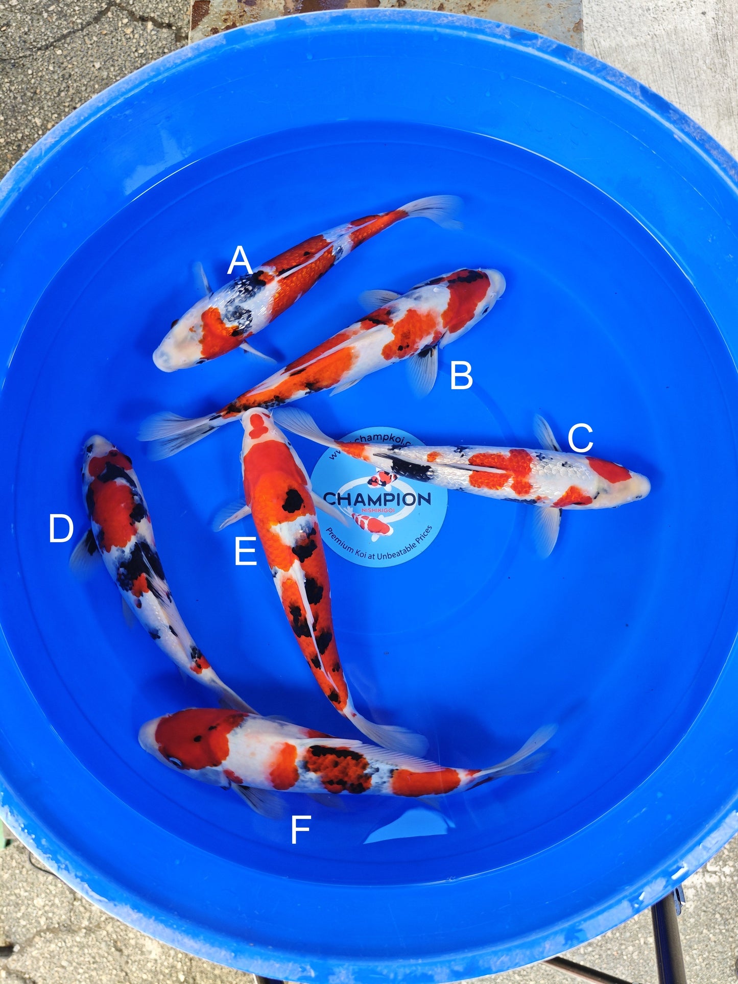 Ogata Ginrin Showa koi for sale — 30-35 cm at ChampKoi