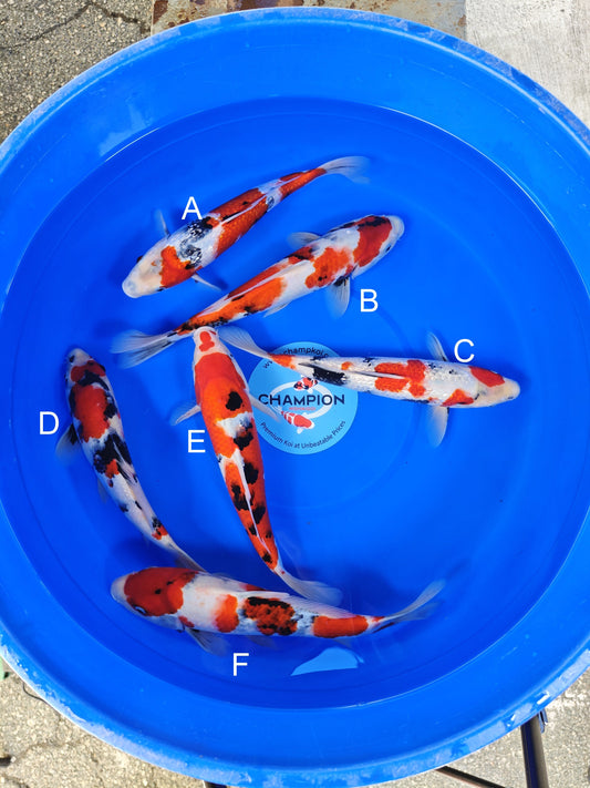 Ogata Ginrin Showa koi for sale — 30-35 cm at ChampKoi
