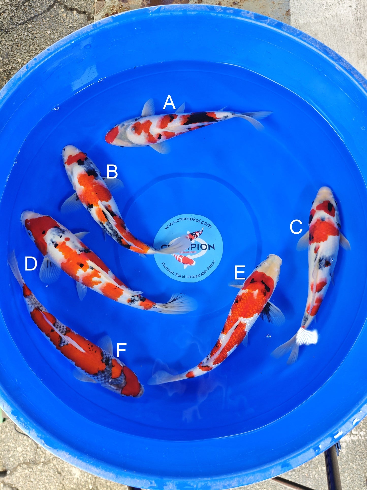 Ogata Showa koi for sale — 30-35 cm at ChampKoi