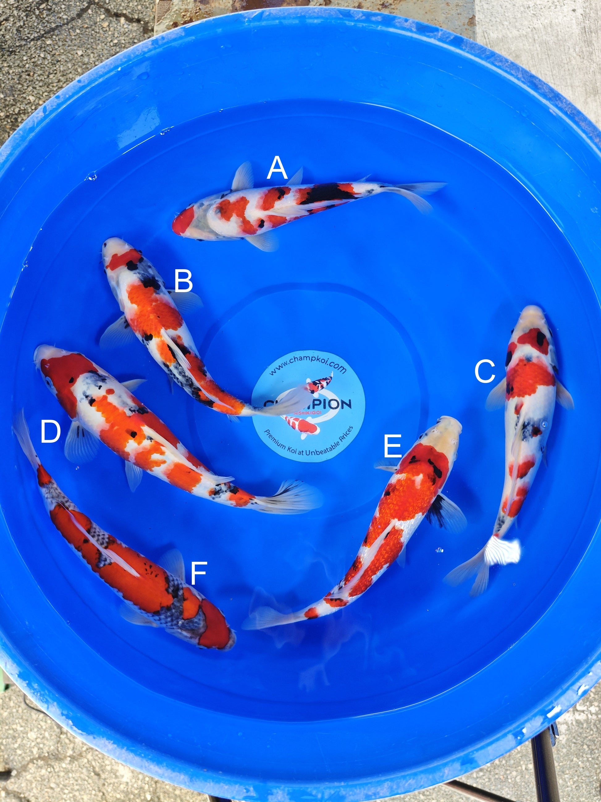 Ogata Showa koi for sale — 30-35 cm at ChampKoi