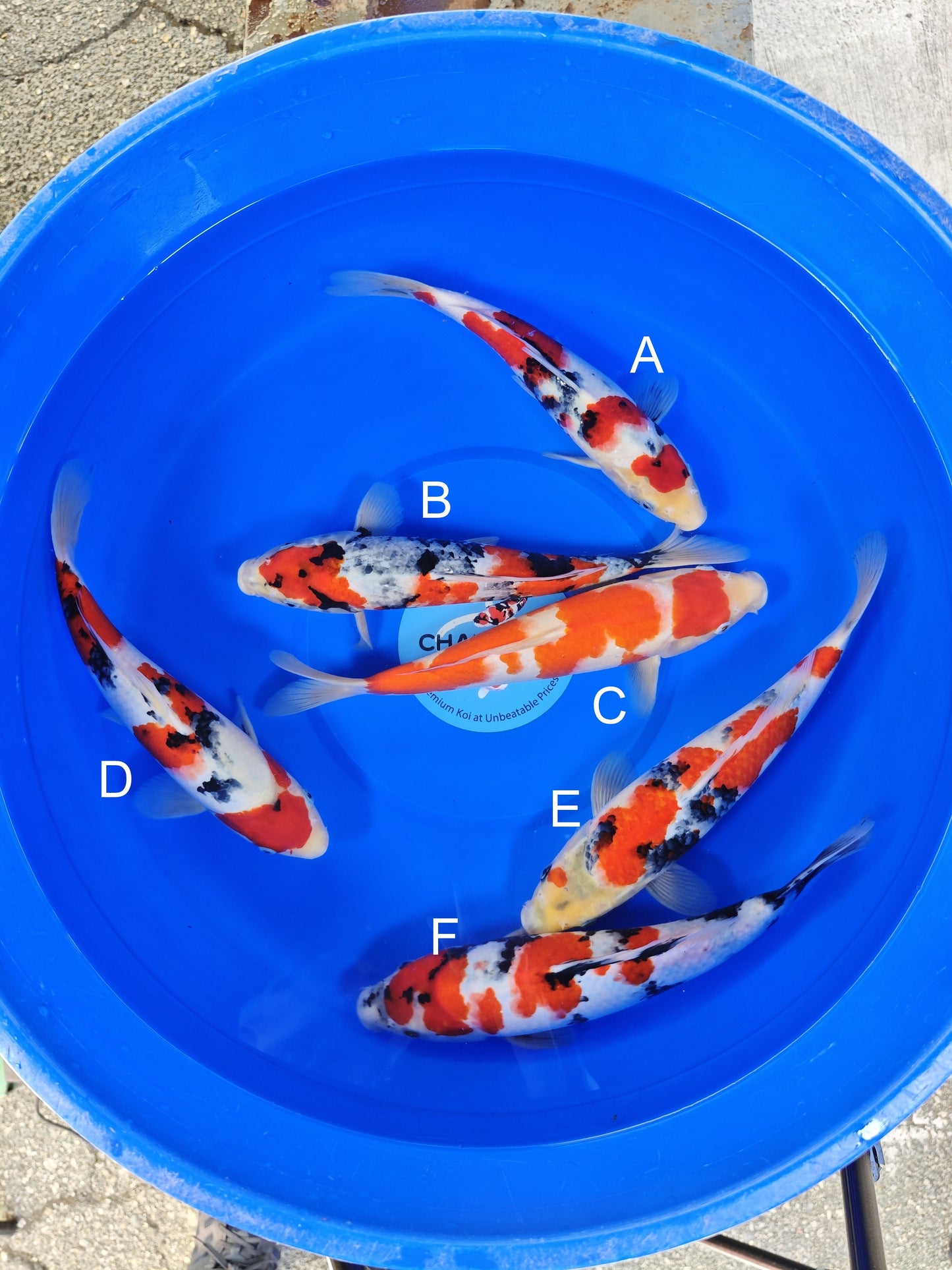 Ogata Sanke koi for sale — 30-35 cm at ChampKoi