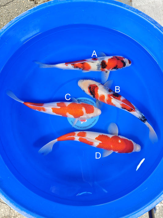 Ogata Showa koi for sale — 30-35 cm at ChampKoi