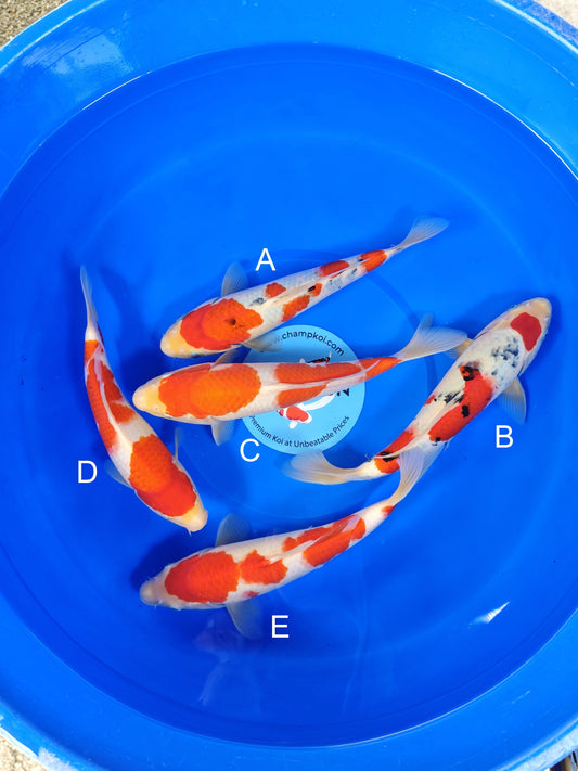 Takigawa Sanke koi for sale — 28-31 cm at ChampKoi
