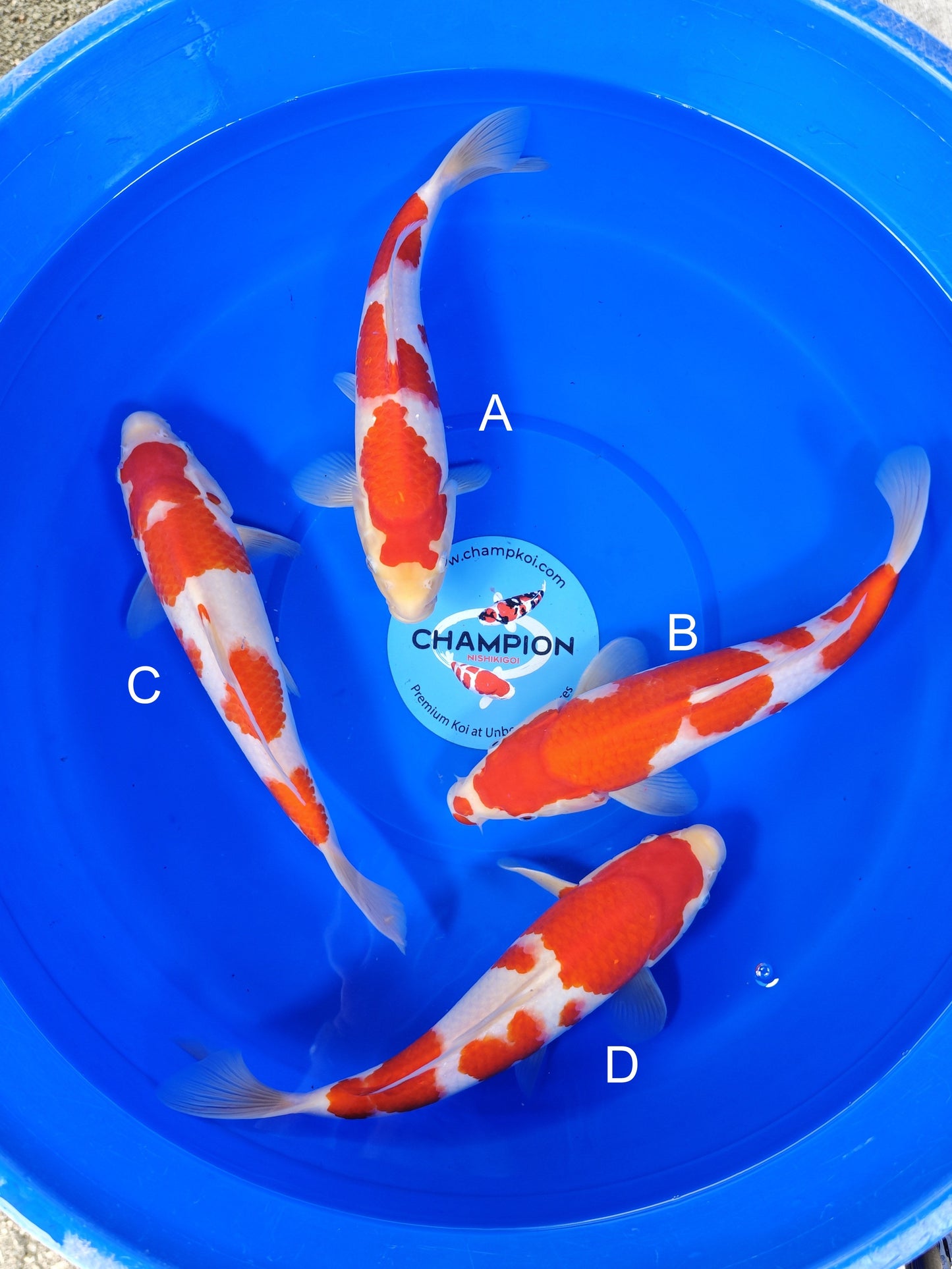 Torazo Kohaku koi for sale — 30-33 cm at ChampKoi