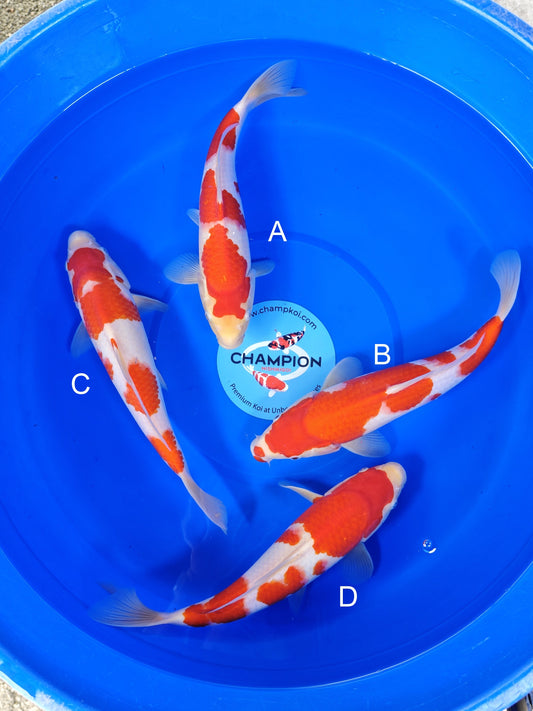 Torazo Kohaku koi for sale — 30-33 cm at ChampKoi