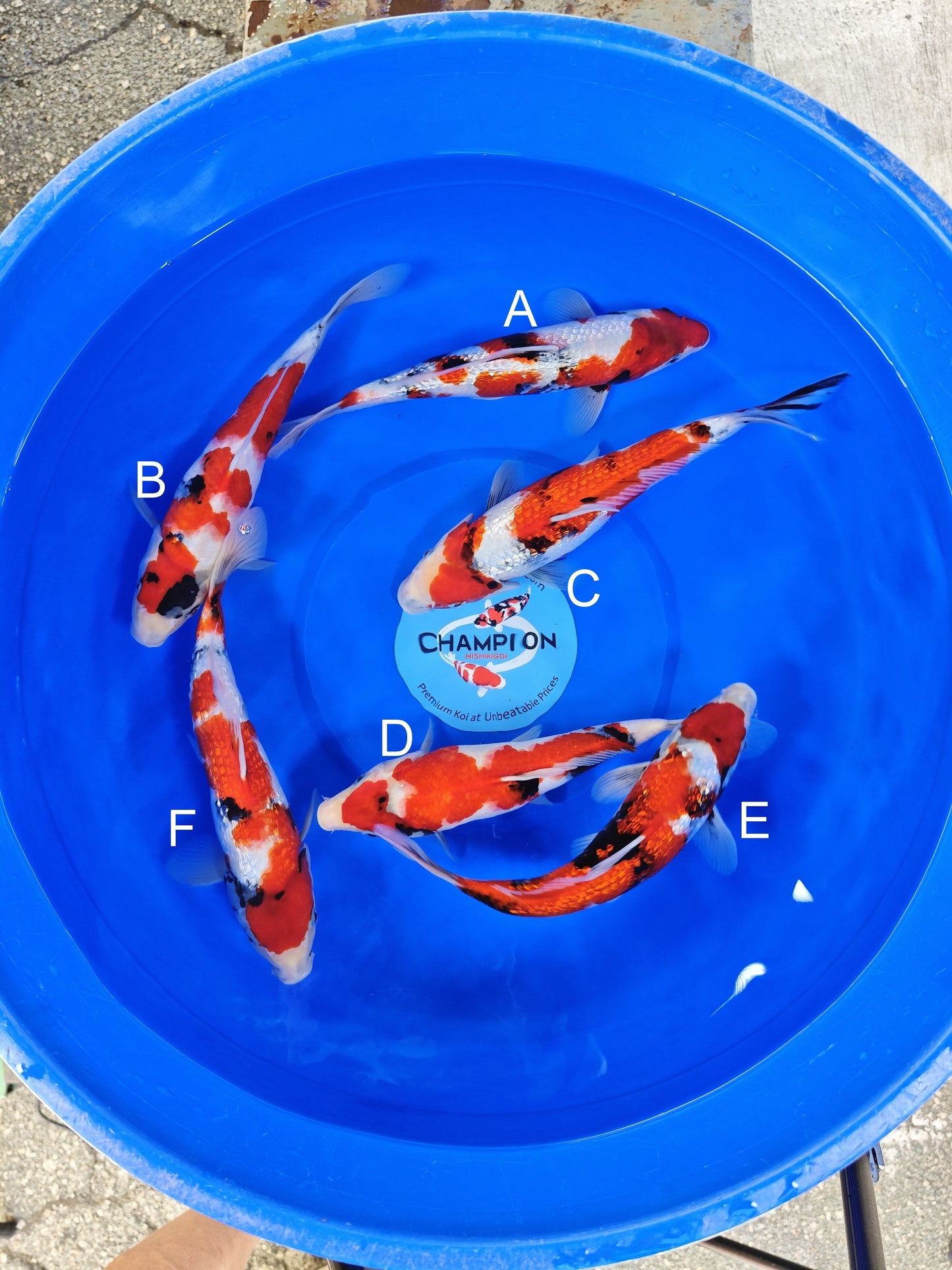 Ogata Ginrin Showa koi for sale — 32-34 cm at ChampKoi