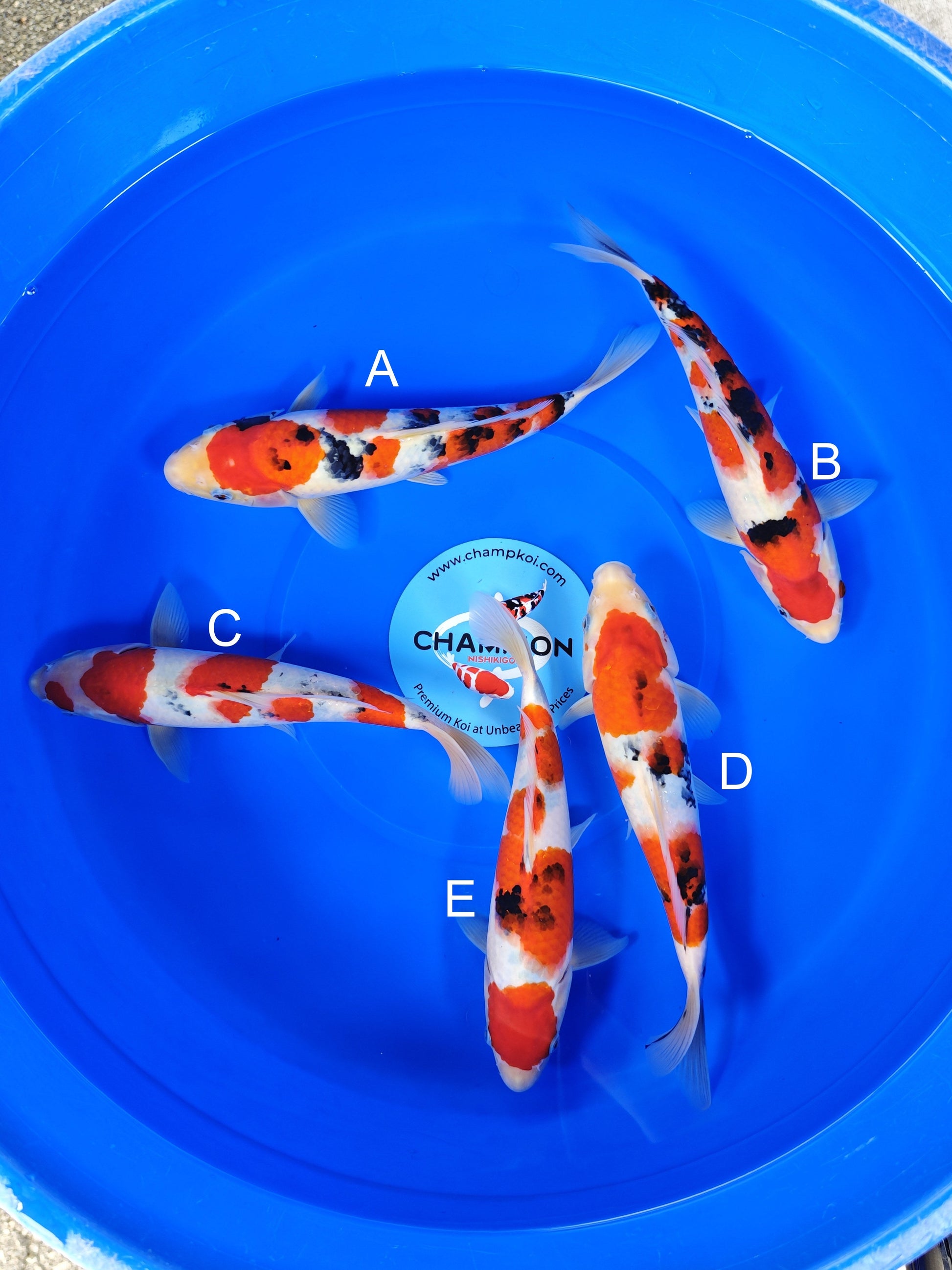 Takigawa Sanke koi for sale — 30-32 cm at ChampKoi