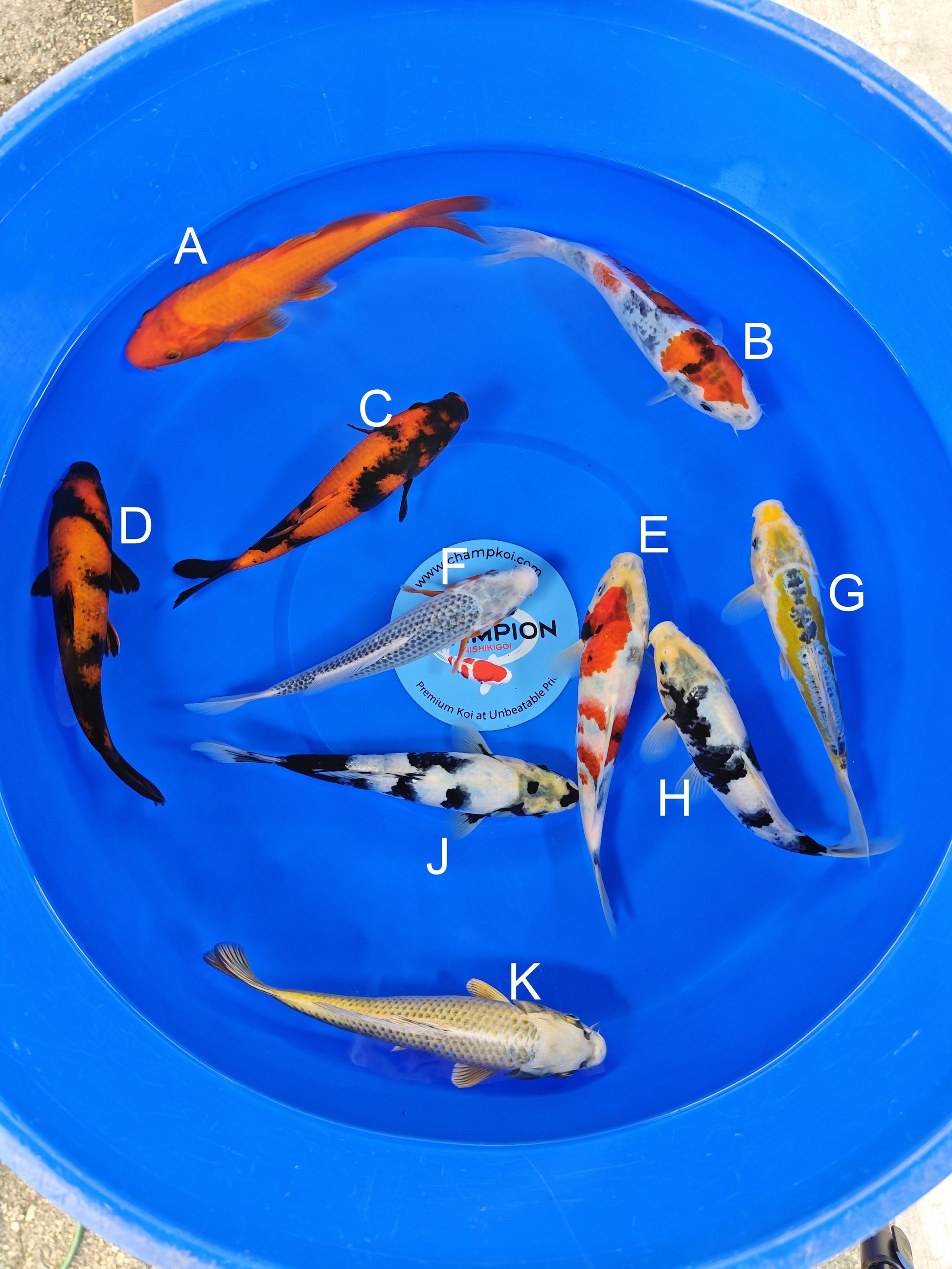 Ogata Benigoi koi for sale — 20-22 cm at ChampKoi