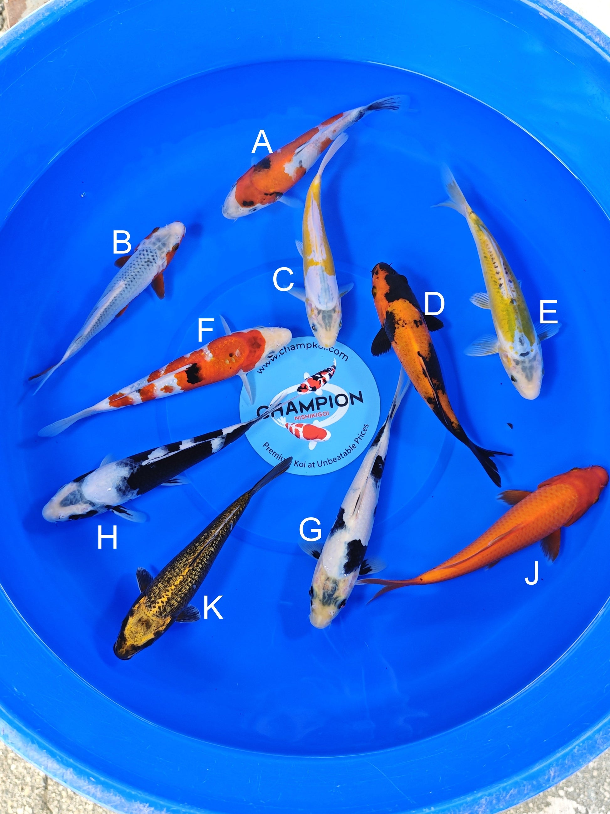 Ogata Showa koi for sale — 20-22 cm at ChampKoi