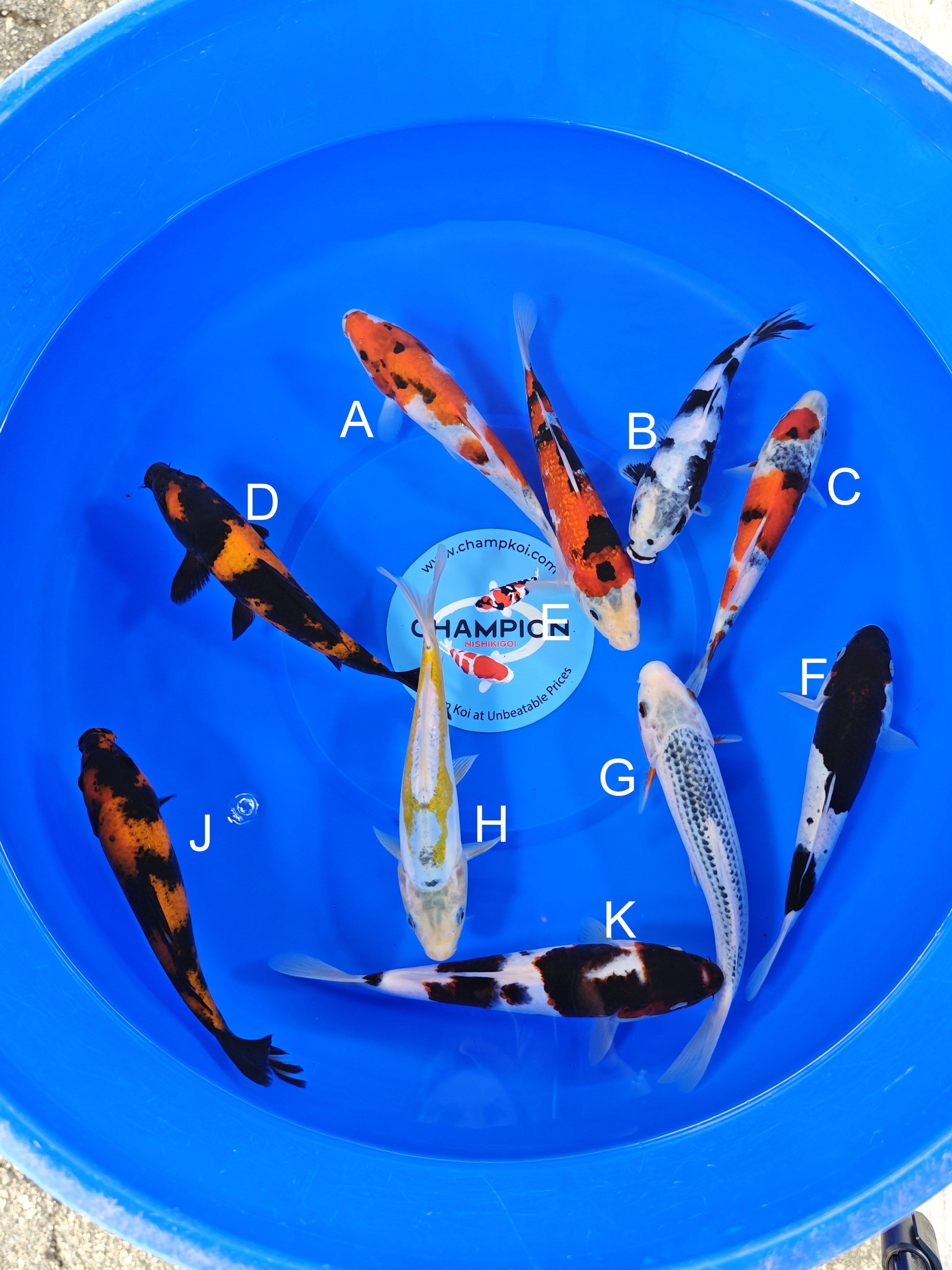 Ogata Showa koi for sale — 20-22 cm at ChampKoi