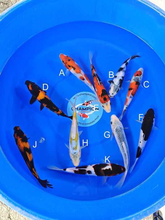 Ogata Showa koi for sale — 20-22 cm at ChampKoi