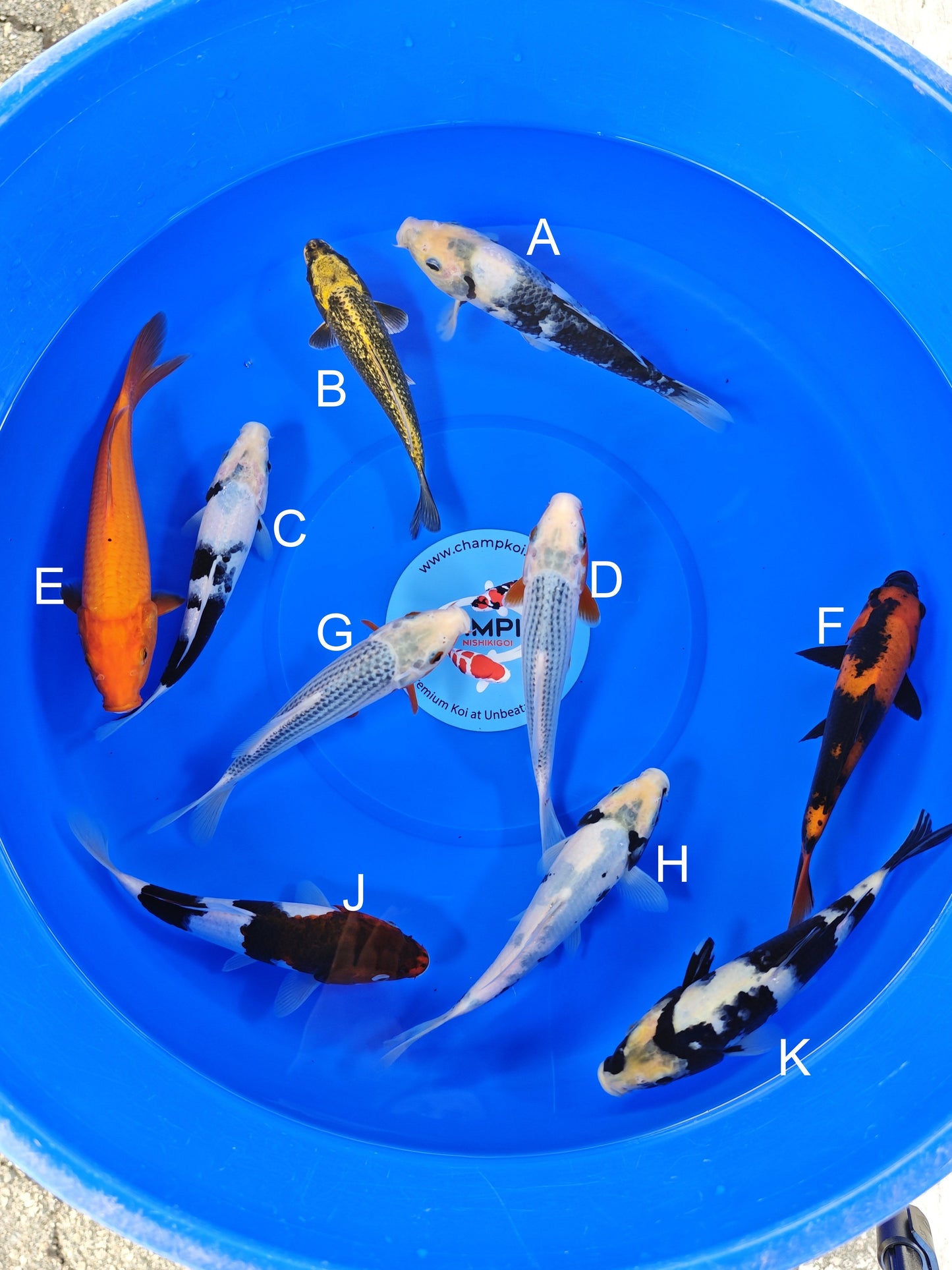 Ogata Shiro Utsuri koi for sale — 20-22 cm at ChampKoi