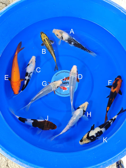 Ogata Shiro Utsuri koi for sale — 20-22 cm at ChampKoi