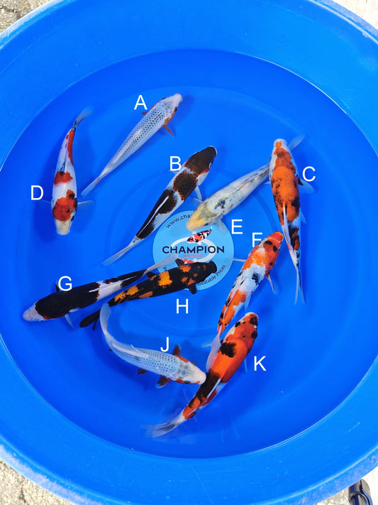 Ogata Asagi koi for sale — 20-22 cm at ChampKoi