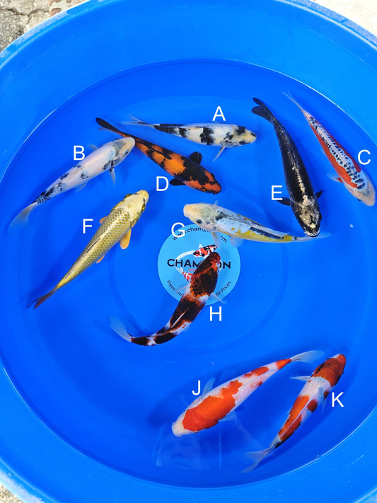 Ogata Shiro Utsuri koi for sale — 20-22 cm at ChampKoi