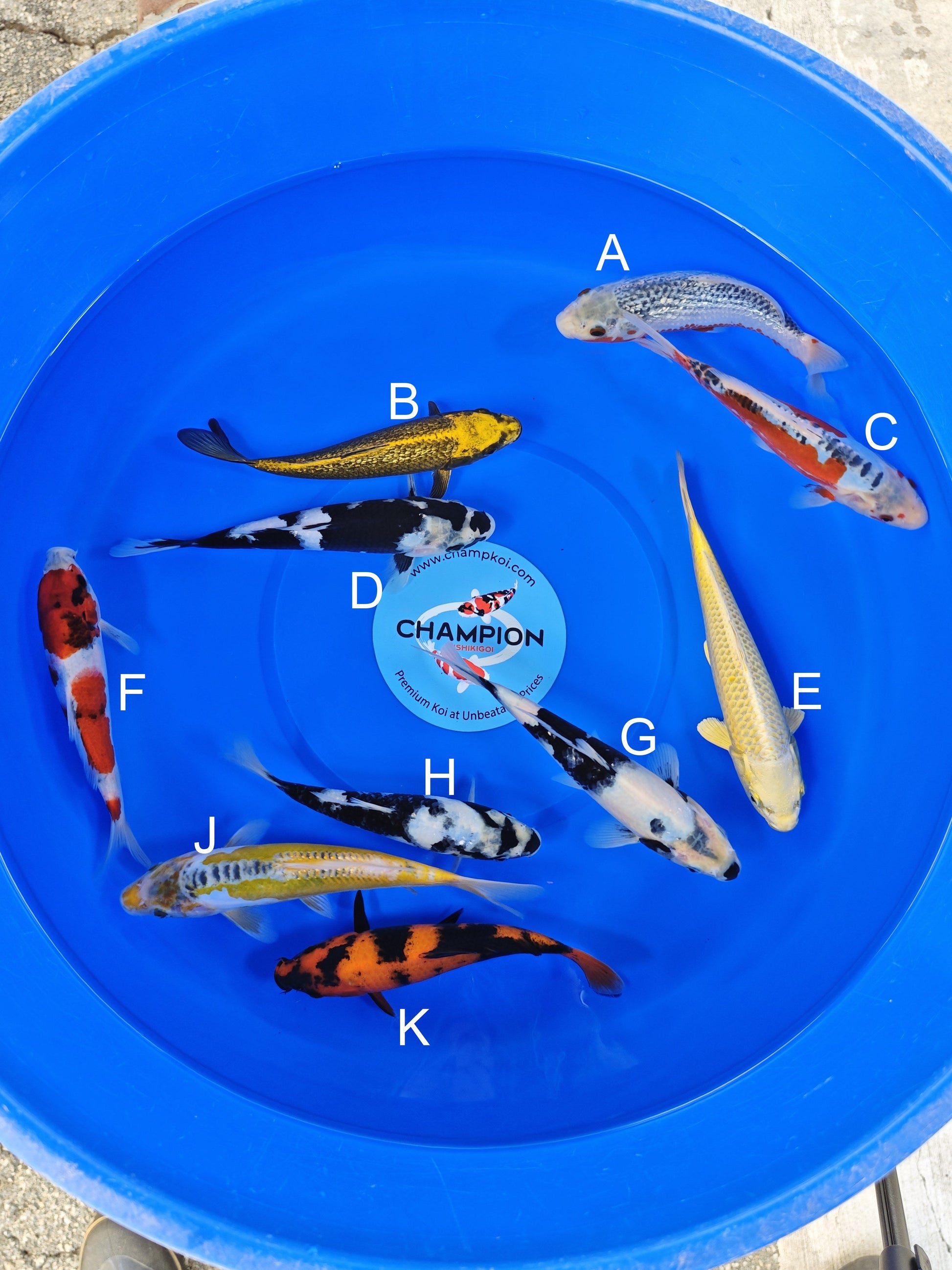 Ogata Ginrin Asagi koi for sale — 20-22 cm at ChampKoi