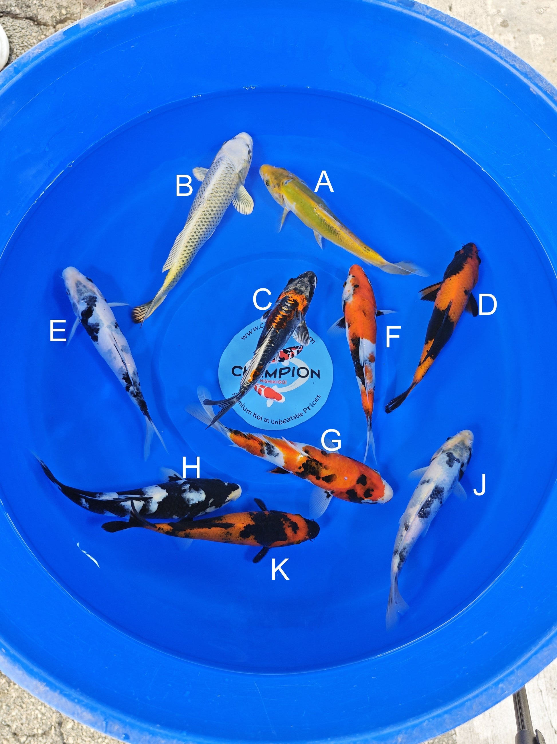 Ogata Doitsu Midorigoi koi for sale — 20-22 cm at ChampKoi