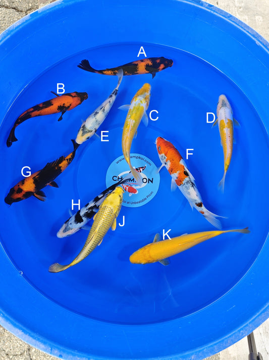 Ogata Hi Utsuri koi for sale — 20-22 cm at ChampKoi