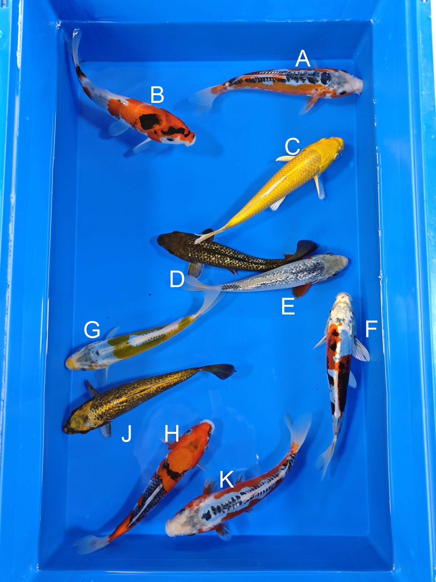 Ogata Shusui koi for sale — 19-21 cm at ChampKoi