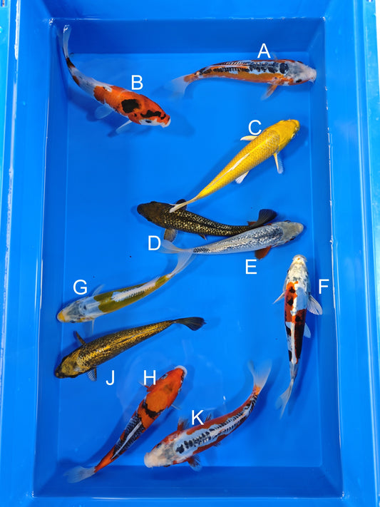 Ogata Shusui koi for sale — 19-21 cm at ChampKoi