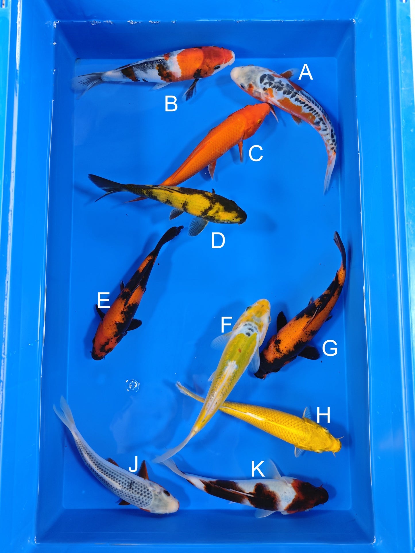 Ogata Shusui koi for sale — 19-21 cm at ChampKoi