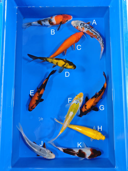 Ogata Shusui koi for sale — 19-21 cm at ChampKoi