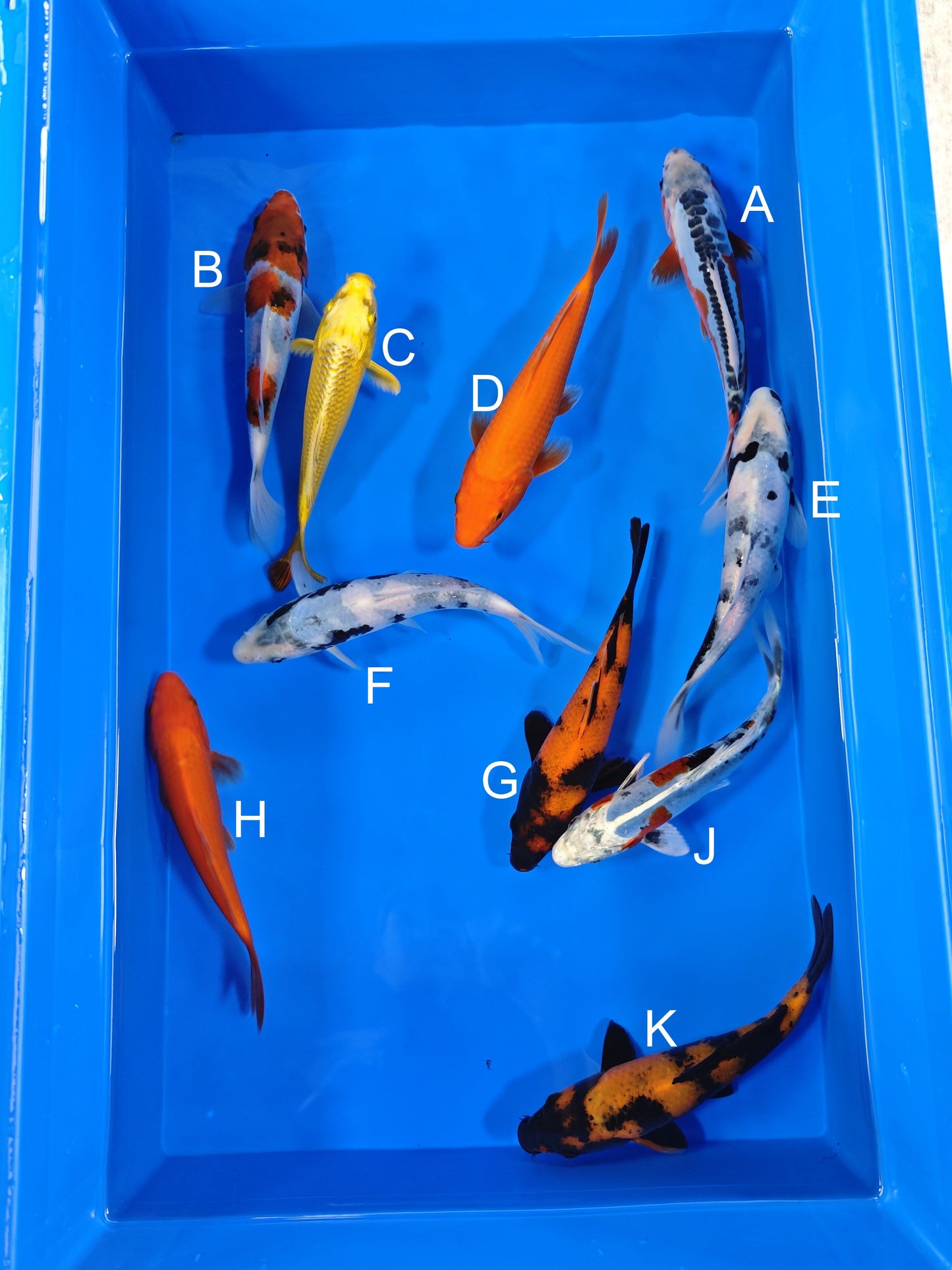 Ogata Shusui koi for sale — 19-21 cm at ChampKoi