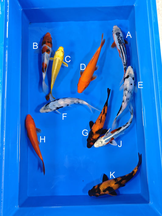 Ogata Shusui koi for sale — 19-21 cm at ChampKoi