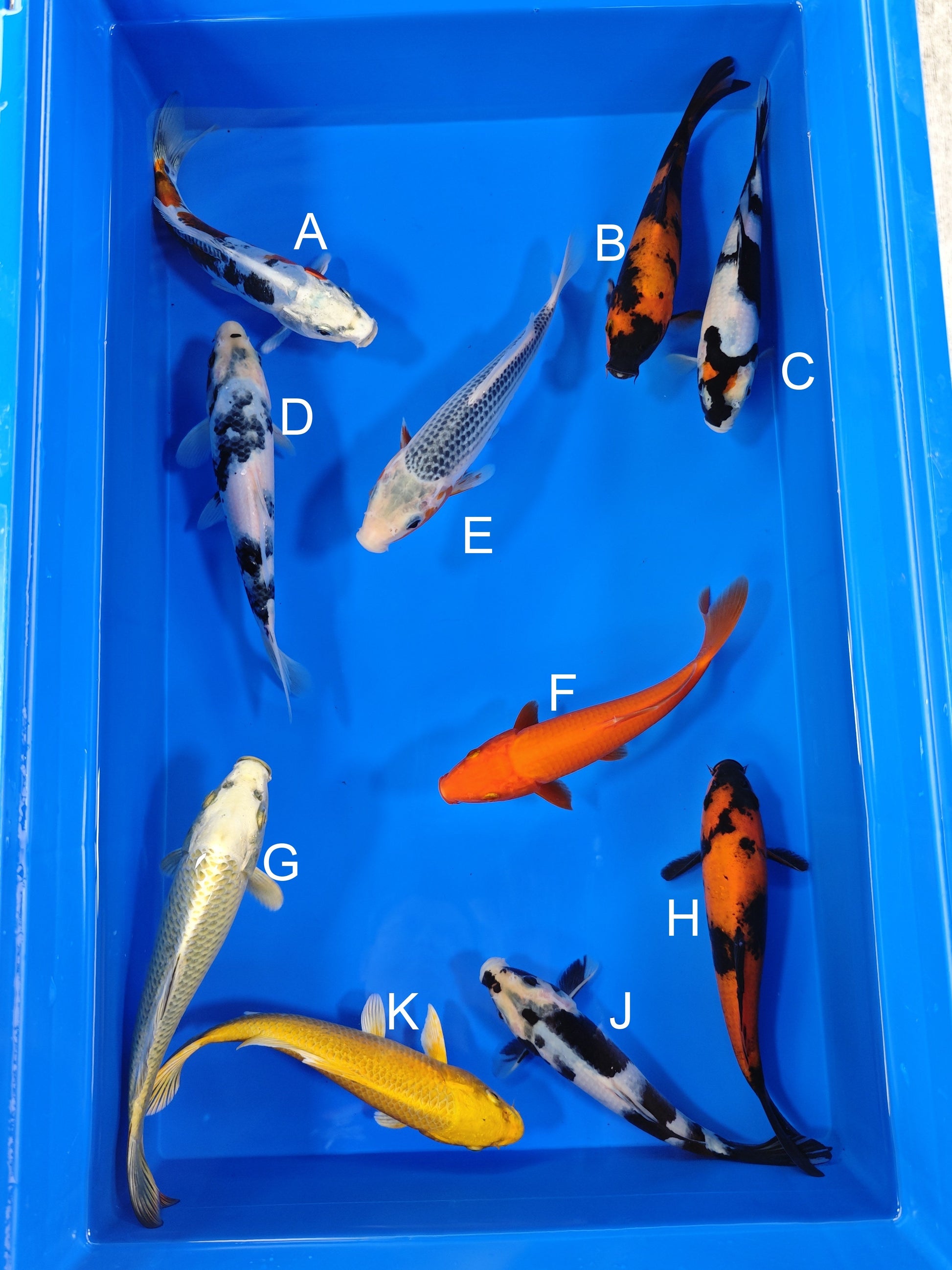 Ogata Doitsu Yamato Nishiki koi for sale — 19-21 cm at ChampKoi