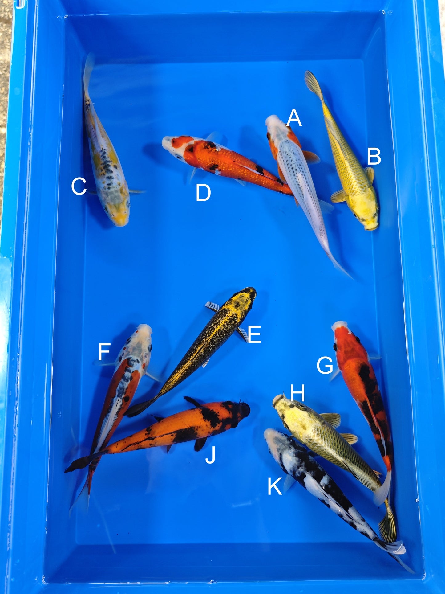 Ogata Asagi koi for sale — 19-21 cm at ChampKoi