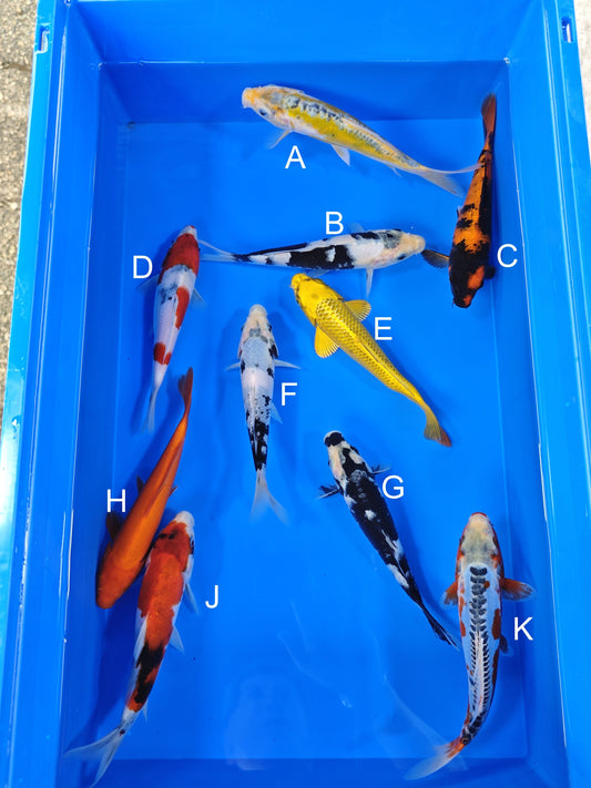 Ogata Ki Shusui (Ayawakaba) koi for sale — 19-21 cm at ChampKoi