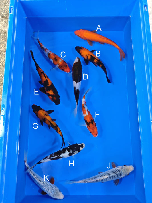 Ogata Benigoi koi for sale — 19-21 cm at ChampKoi