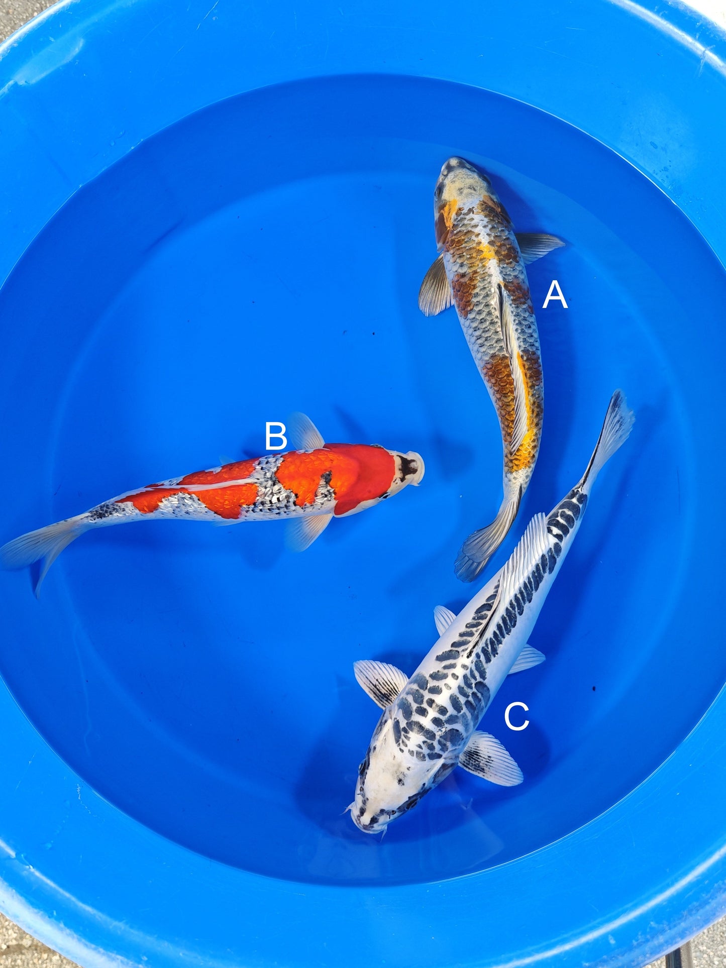 Ozumi Ikarashi Kogane Ochiba koi for sale at ChampKoi