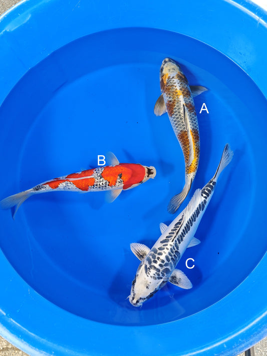 Ozumi Ikarashi Kogane Ochiba koi for sale at ChampKoi