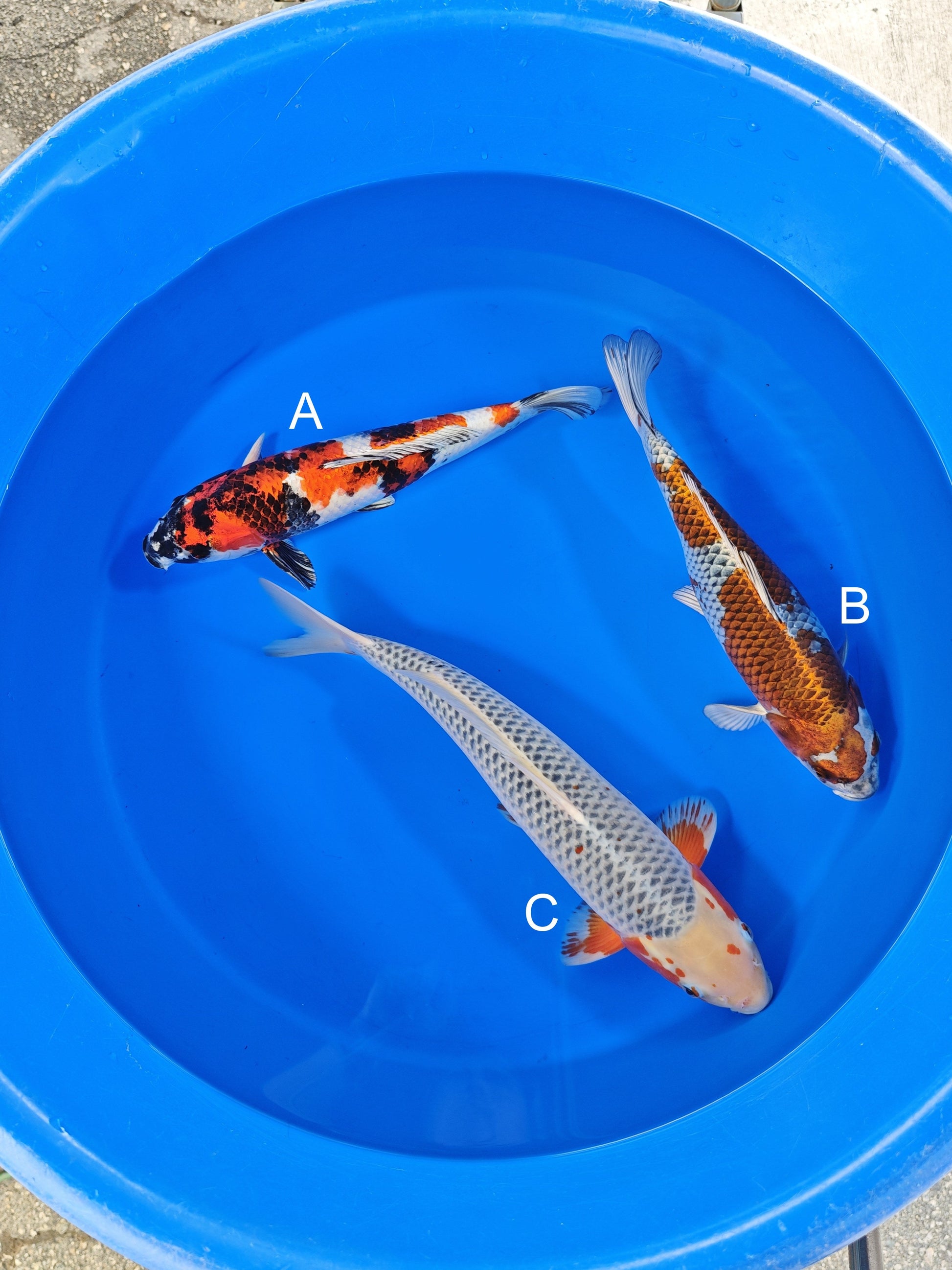 Ozumi Ikarashi Kin Showa koi for sale at ChampKoi