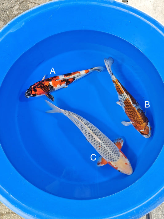 Ozumi Ikarashi Kin Showa koi for sale at ChampKoi
