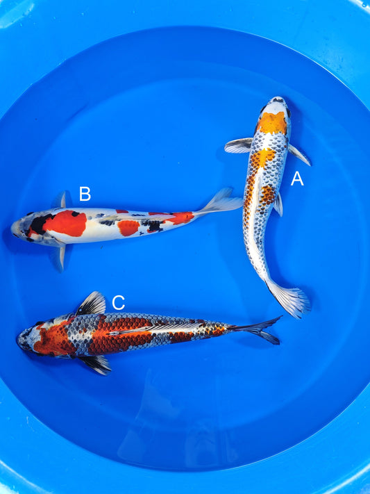 Ozumi Ikarashi Beni Ginga koi for sale at ChampKoi