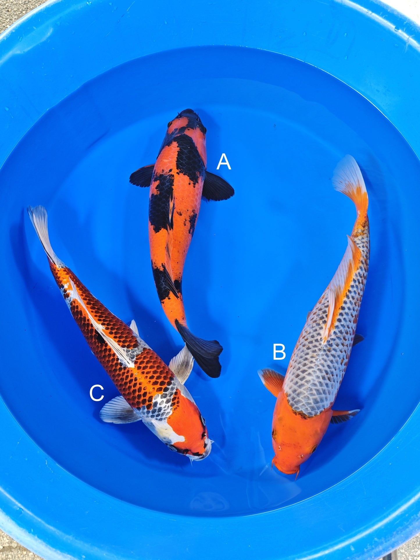 Otsuka Hi Utsuri koi for sale at ChampKoi
