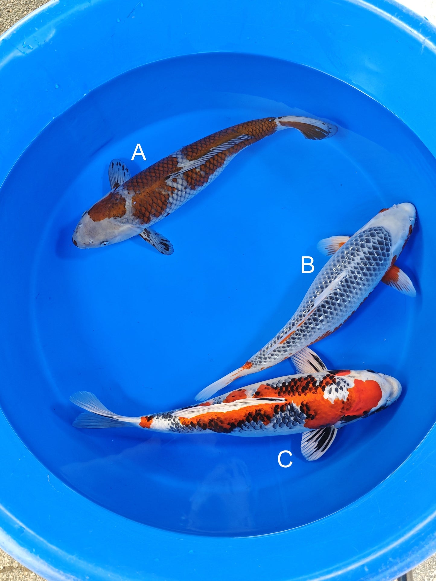 Ozumi Ikarashi Ochiba koi for sale at ChampKoi
