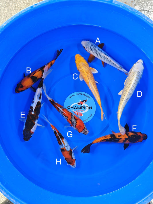 Ogata Asagi koi for sale — 22-27 cm at ChampKoi