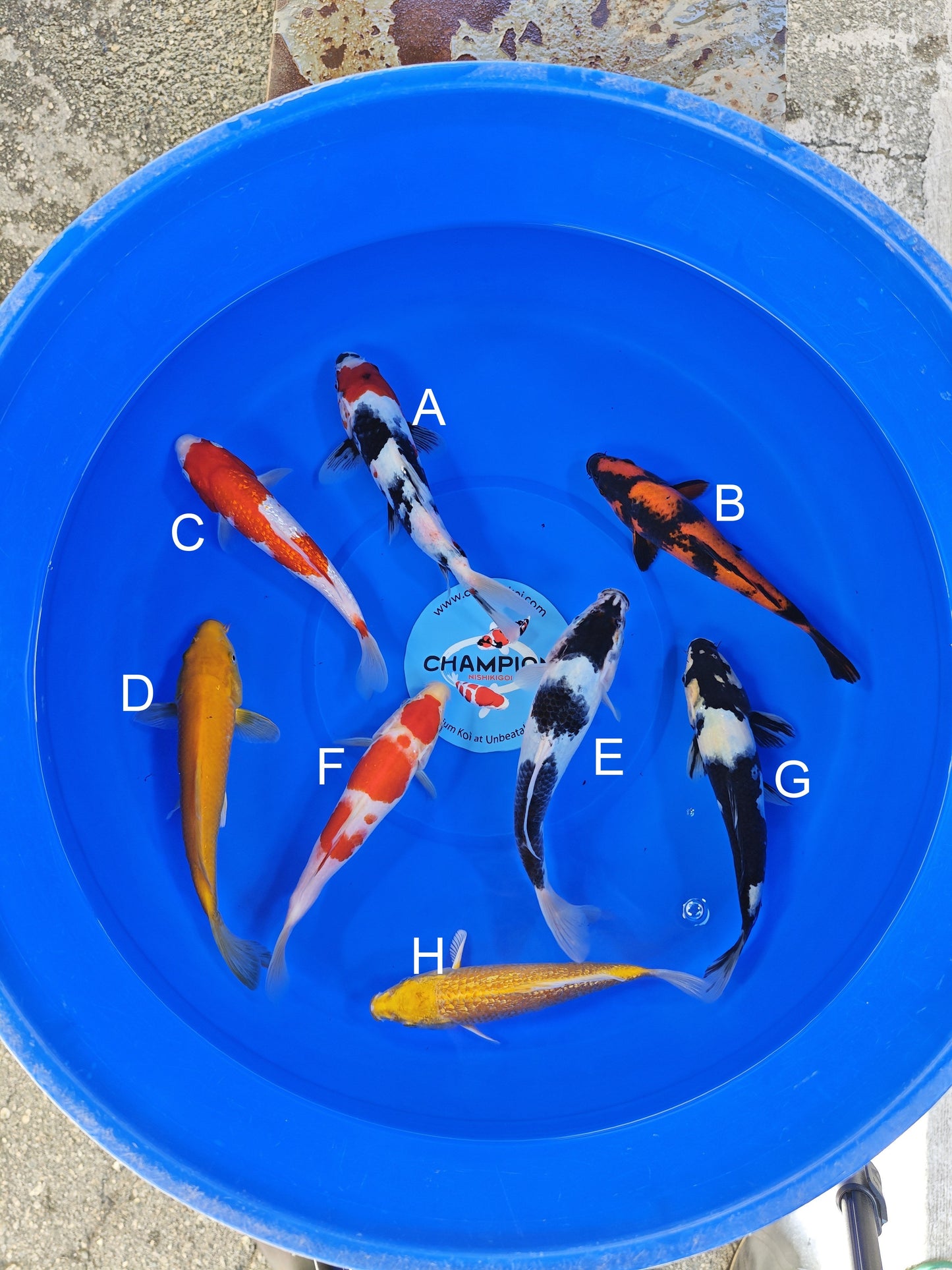 Ogata Tancho Showa koi for sale — 22-25 cm at ChampKoi