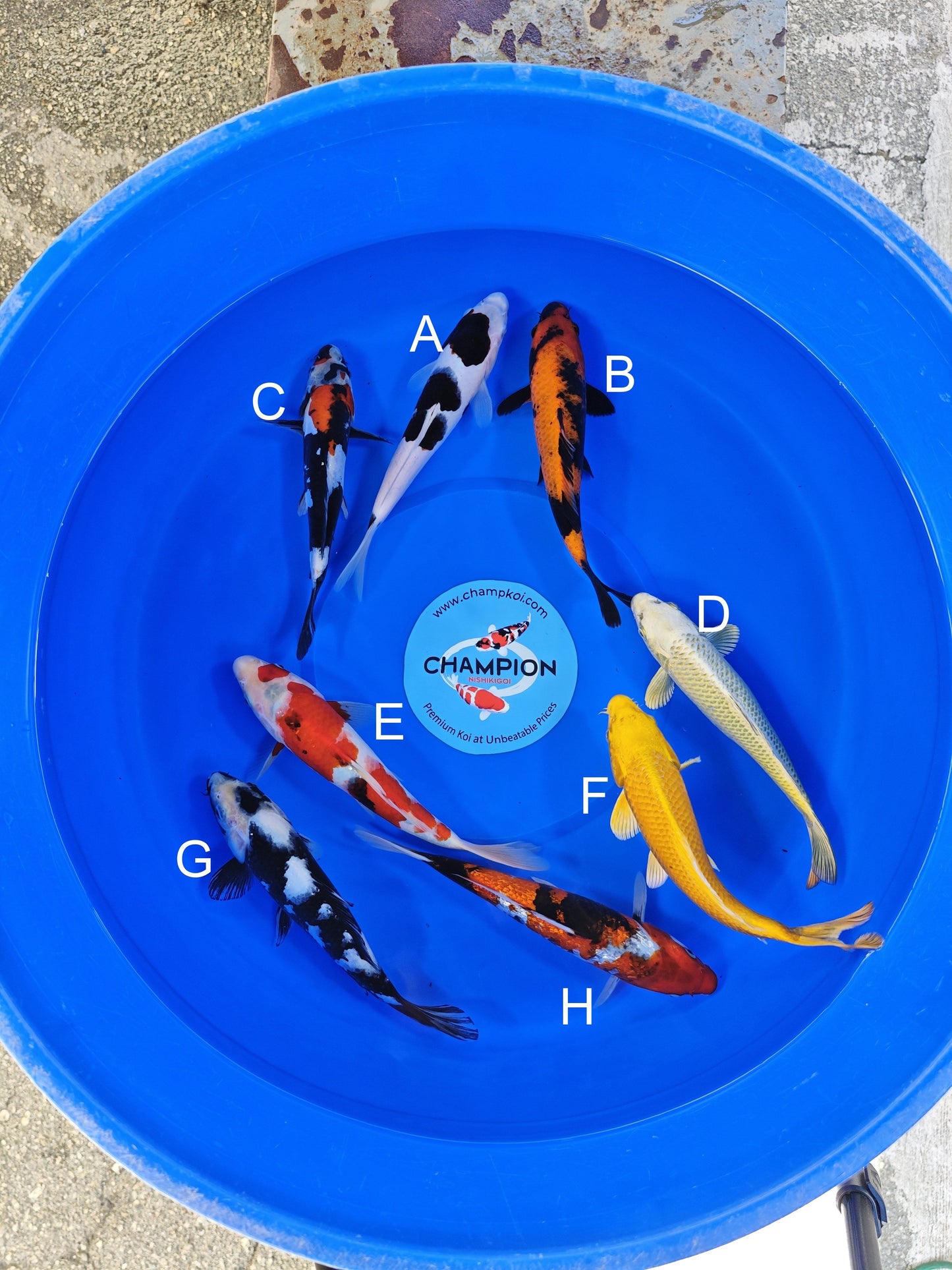 Ogata Sumi Goromo koi for sale — 22-25 cm at ChampKoi